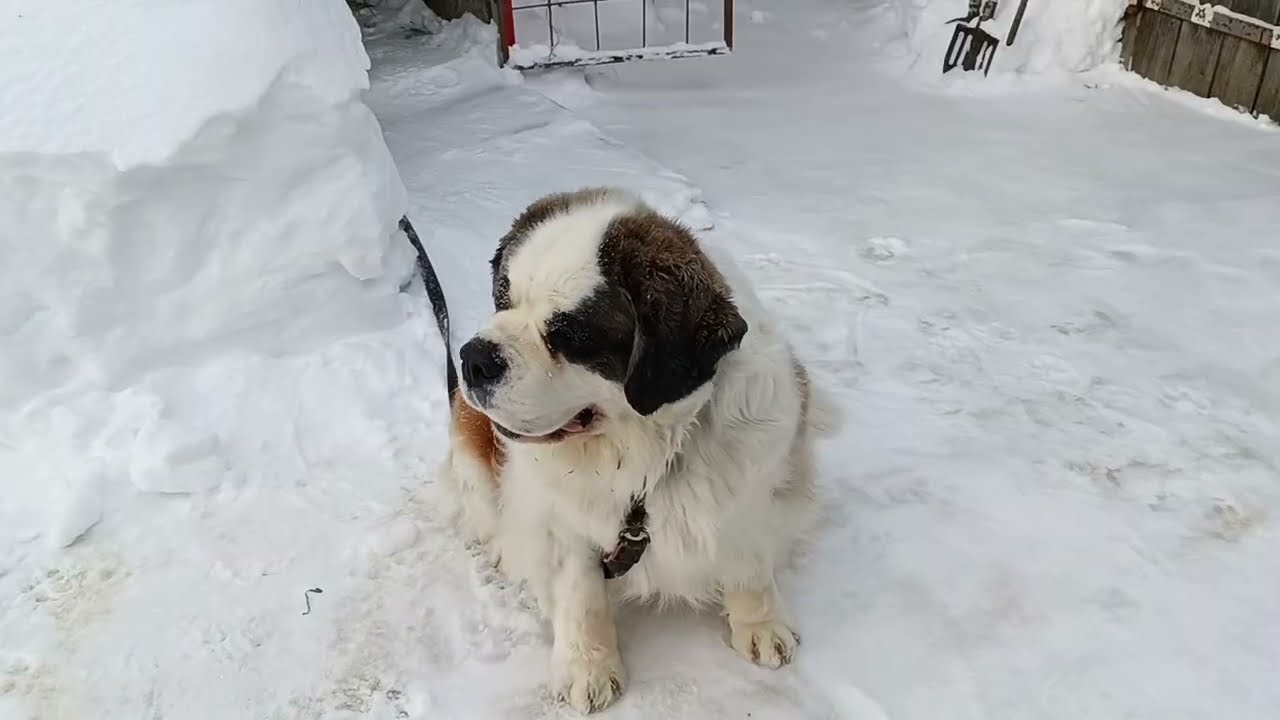 Снегопад, но я уже готовлюсь к сезону огородника. 