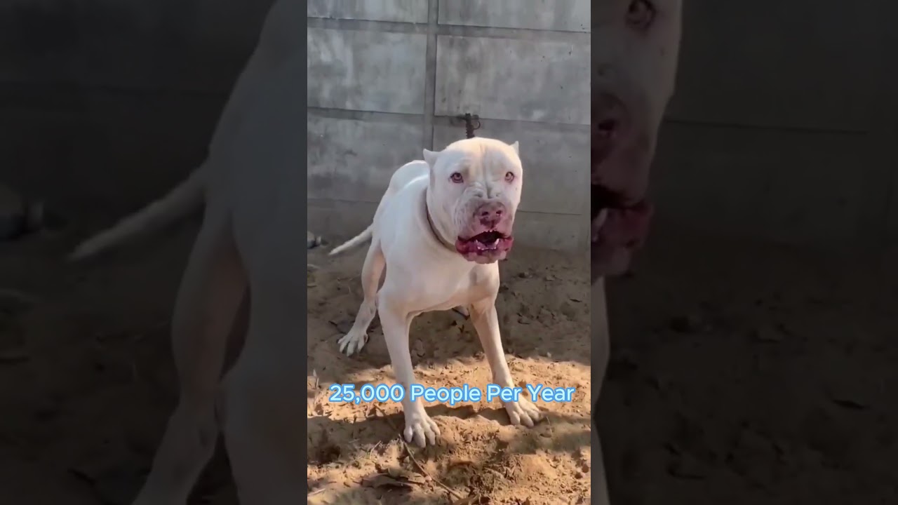 TOP 10 deadliest animals! 💀😨