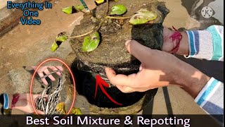 Water Lily Plant Repotting|| Soil Mixture Of Water Lily||Full Information In Hindi