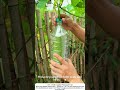 Bottle Guard for Luffa – Upcycled Pest Protection 🍶🌿