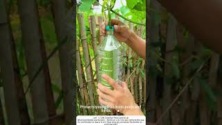 Bottle Guard for Luffa – Upcycled Pest Protection 🍶🌿