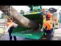 Dangerous Fastest Automatic Wood Chipper Machines Modern Technology, Heavy Equipment Tree Shredder