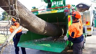 Dangerous Fastest Automatic Wood Chipper Machines Modern Technology, Heavy Equipment Tree Shredder