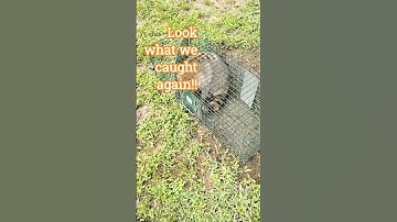 They Are Terrorizing Our Cats!!! #raccoon #trap#reels #shorts #youtube