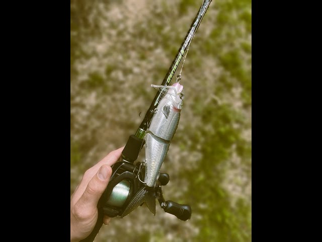 New MUST HAVE Do It All Swimbait Rod for Bass Fishing: Unboxing