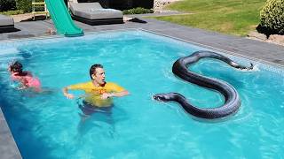 Terrifying Snake Encounters Caught On Camera !