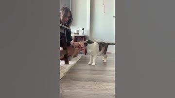 Cat clicker training with Stella #clickertraining #catclickertraining #cattricks