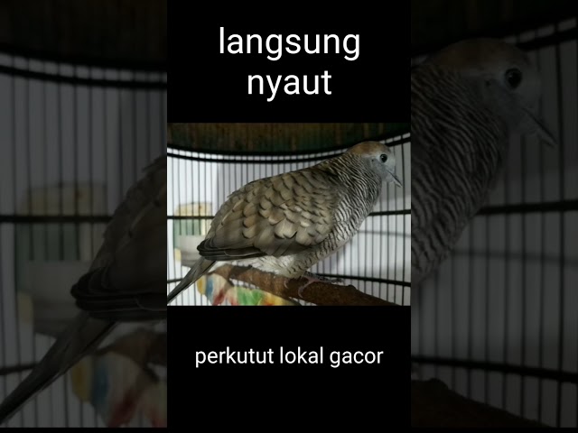 perkutut lokal gacor suara perkutut betina memanggil jantan sangat ampuh buat pancingan perkutut class=