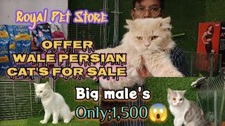 All are sold out/Persian cat & Kitten available in Royal Pet Store in Vijay Nagar colony Hyd..