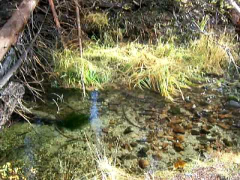 Trout Spawning at Bucks Lake near Quincy California