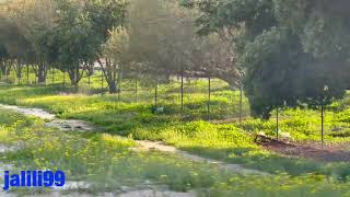 HD 🇰🇼 تصويري قبل شوي لربيع الكويت 🌼🪷🪸 واغنية تو النهار اداء احمد الجميري وذكريات الزمن الجمييل