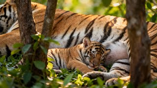 1 hour tiger family themed and soothing music video screenshot 3