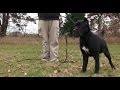 Best Dog Training in Columbus, Ohio! 5 Month Old Cane Corso, Zora! Best Dog Training in Columbus, Ohio! 5 Month Old Cane Corso, Zora!