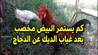 كم يستمر البيض مخصب بعد غياب الديك لو مرض الديك او نفق هل البيض هيفضل مخصب و كام يوم #طيور_فوق_السطح