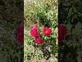 👉 Gulab ka khubsurat phool 🌹 | Nature Love ❤️#shorts #rose #gulab #nature #flowers #gaonlife #india