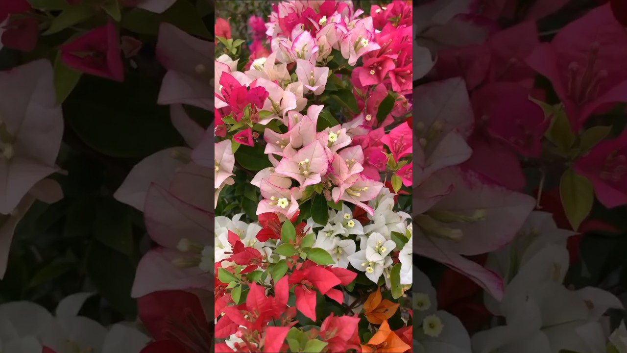 Nature's Beauty: Mesmerizing Flowers and Stunning Garden Views || 