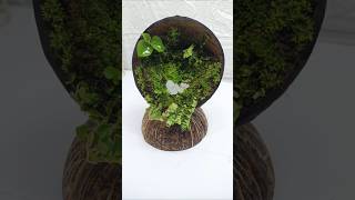 🌿 Turning a Coconut Shell into a Magical Mini Forest | DIY Terrarium #Shorts