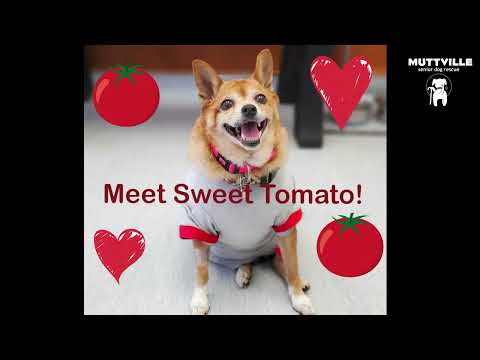 Sweet Tomato, a female Chihuahua mix at Muttville-watch her weight loss journey!