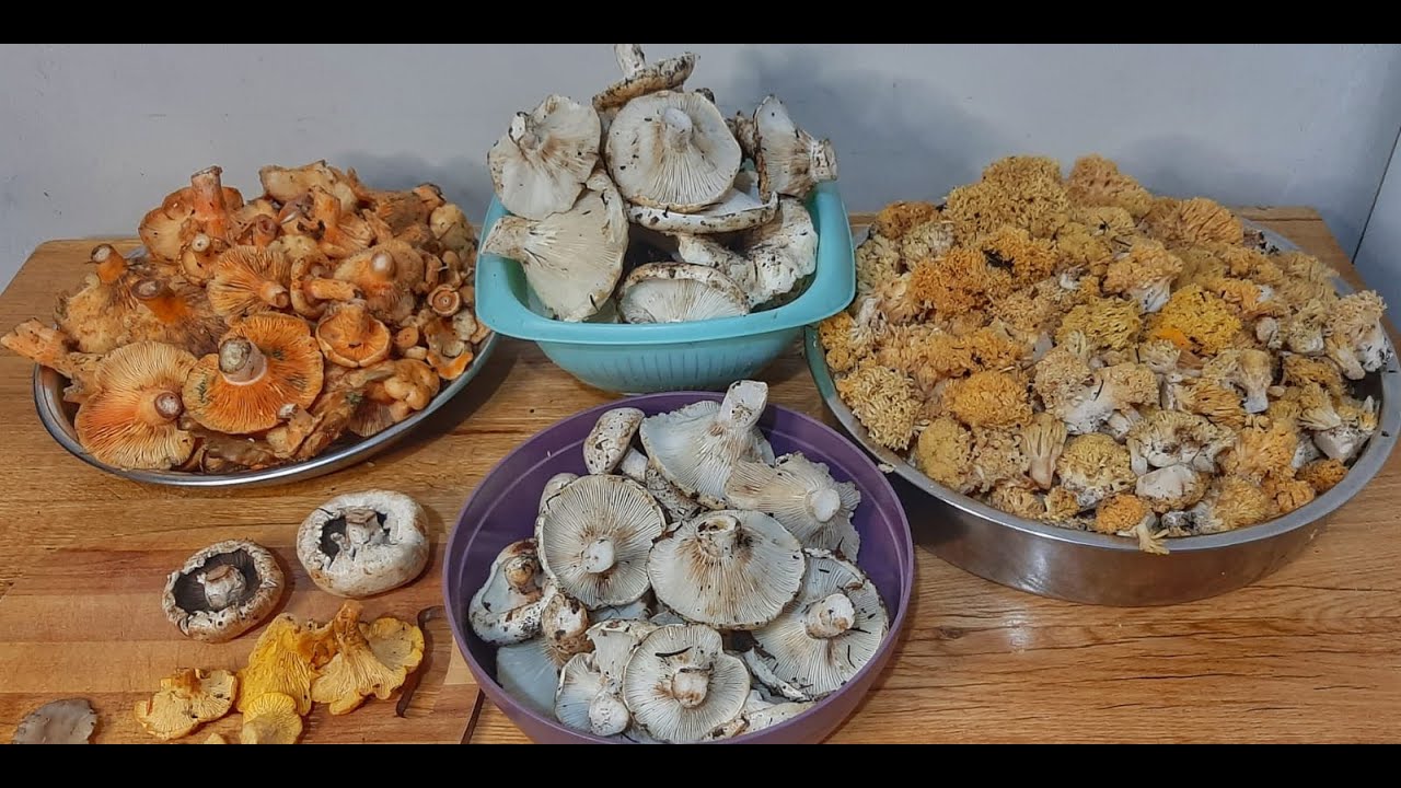 Kanlıca Mantarı, YouTube Mantar, Tellice, Biberli Mantar, Kültür Mantarı,