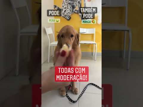 Vídeo: Cães podem comer abacaxi de lata?