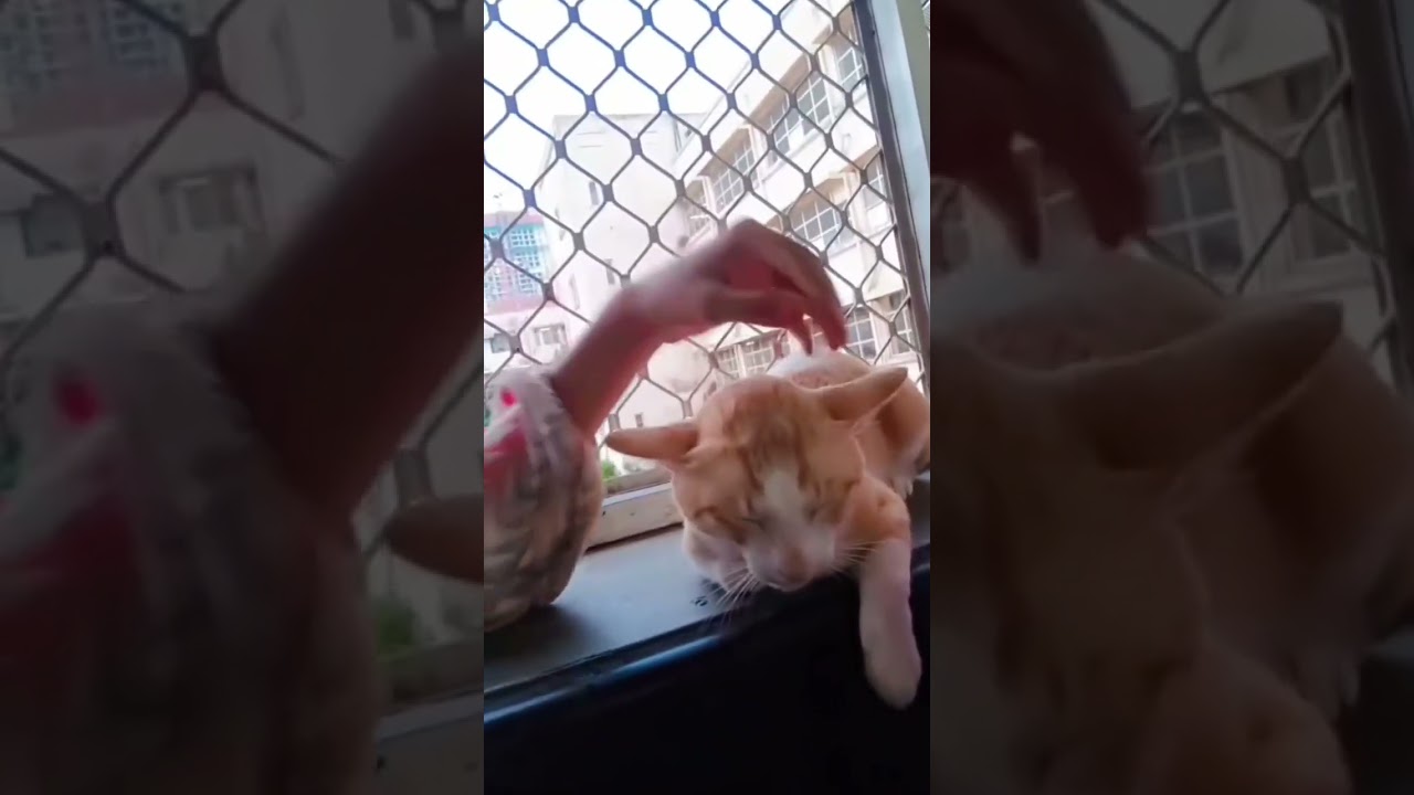 catty 😚😚❤️