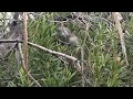  Doves 2 ft from Window 🕊️