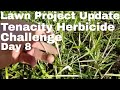 Tenacity Herbicide Challenge Lawn Update Day 8 .  How to fix an ugly lawn using Tenacity Herbicide