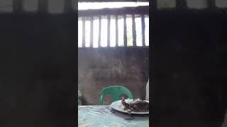 lamias alimango bai lab as man kaayu🤣 lamias alimango bai lab as man kaayu🤣
