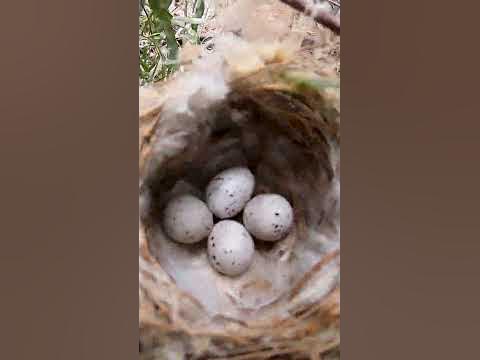 Гнездо очень маленькой птички. Гнездо в лесу 🐣 - YouTube