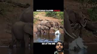 Tiger vs others #animals #wildlife #tiger #lion #crocodile #elephant #attack #shortvideo #shorts