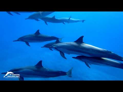 La vie des dauphins sauvages - Version française