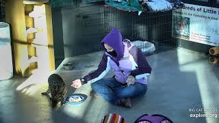 Keeper Afton says Mouser is a good boy.  Mouser Savannah at Big Cat Rescue.