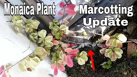 Monaica Marcotting Update | Successful | Puwede pa...