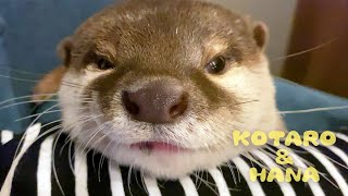 Waking up Otter with Treats!