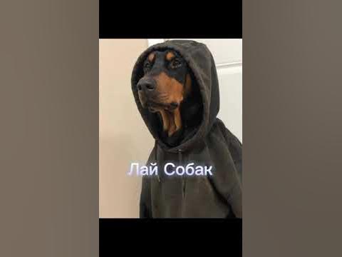 Лай собак. - YouTube