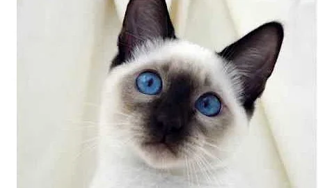 Watch the video about Siamese cat tanzanite blue eyes cats picture collections