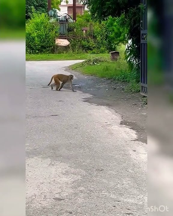 How to cross the way  must watch V V important