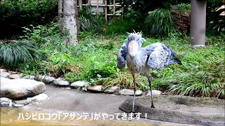#shoebill stork 決定版！上野動物園の #ハシビロコウ らしい ハシビロコウ