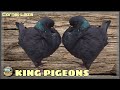 King  showking farm by cornel laza  romania   pigeons