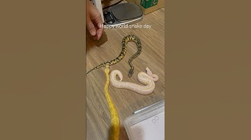 Happy world snake day 🐍🌍 #งูบอล #ballpython #exotic #pets #snake #snakevideo