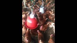 Automatic Drinker Setup : Deep litter Poultry Farming