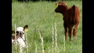 Familie Rind Und Familie Schaf