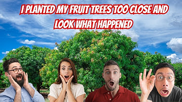 Planting Fruit Trees Too Close, See What Happens