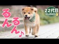 るんたった、るんたった♪ぴょんぴょん飛び回るよ22代目【豆助通信】＜豆柴＞Japanese dog mameshiba