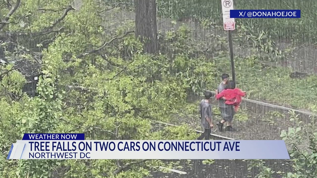 Tree falls on two cars on Connecticut Ave.