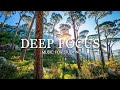 Deep Focus Music To Improve Concentration - 12 Hours of Ambient Study Music to Concentrate #644