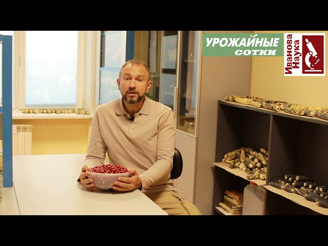 КЛЮКВА - проверенное НАРОДНОЕ ЛЕКАРСТВО! Только не варите её и не верьте коммерсантам-шарлатанам!
