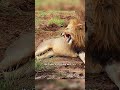 Rejected by Their Own Father ? Lion Cub’s Silent Struggle