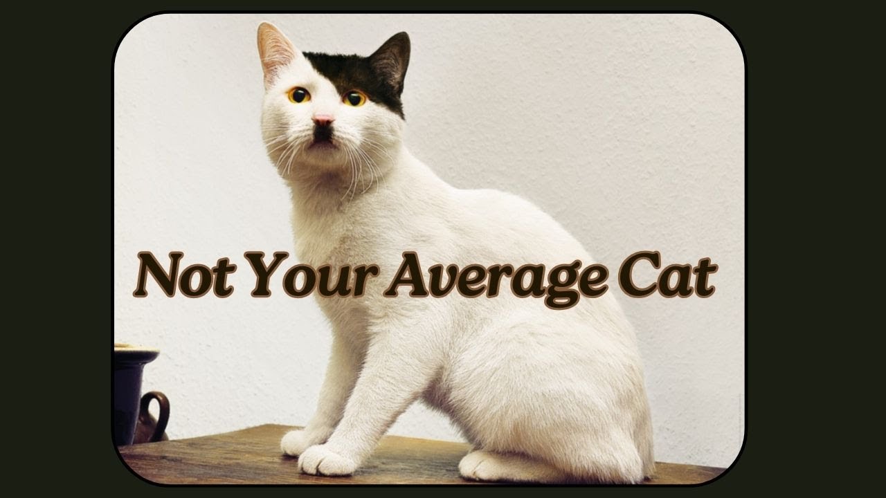 Hitler Cat funny vintage song 🐱Not Your Average Cat 