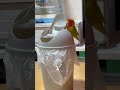 birds being idiots